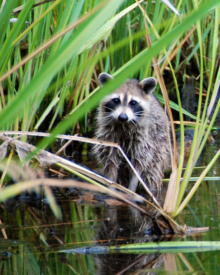 Raccoon Outdoor Alabama